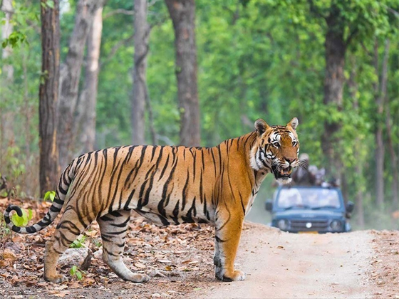 INDIA – 08 Days Roar of India