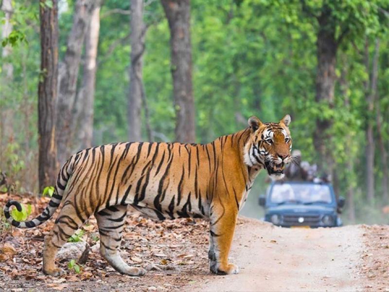 INDIA – 08 Days Roar of India