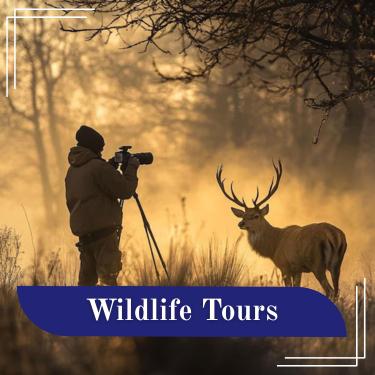 Wildlife Tours